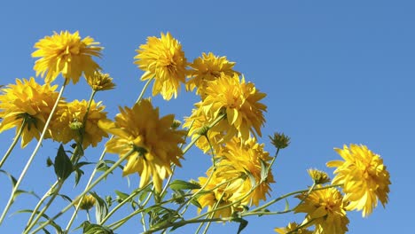 bright yellow flowers against blue sky