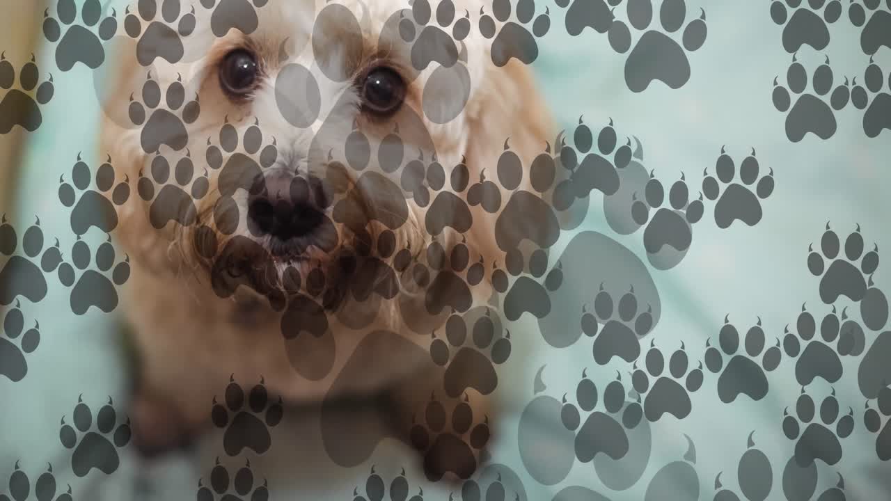 개 위의 발바닥 아이콘의 애니메이션