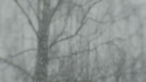 static shot of a blurry tree in january in germany. snow falling in front of the tree, camera focused on the snow.