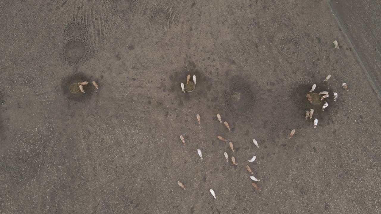 아일랜드 농장 의 소 들 이 있는 사료 공장 의 공중 뷰 - 드론  ⁇