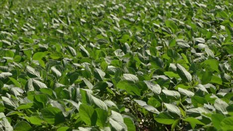 soy plant leaf swaying on a soybean production farm, medium shot