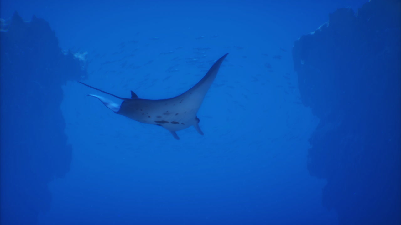 Manta ray glides gracefully through clear blue ocean waters