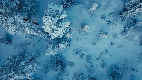 Treetops-In-Winter-Forest-Park-Covered-In-Extreme-Snow