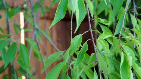 wild cherry tree leave moving and swaying from wind gusts and breeze