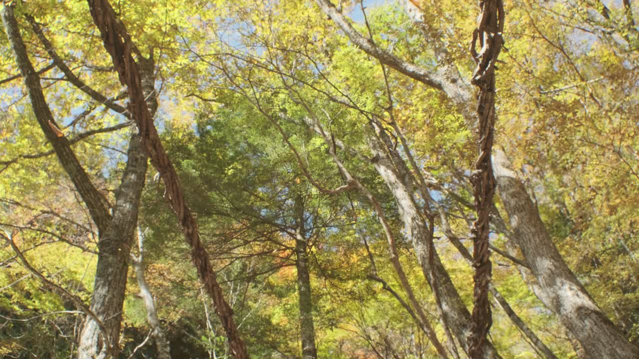 el follaje de otoño que cae durante el otoño en shikoku, japón