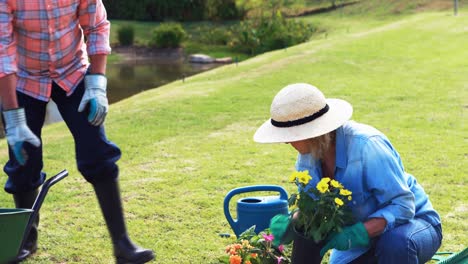 senior couple gardening