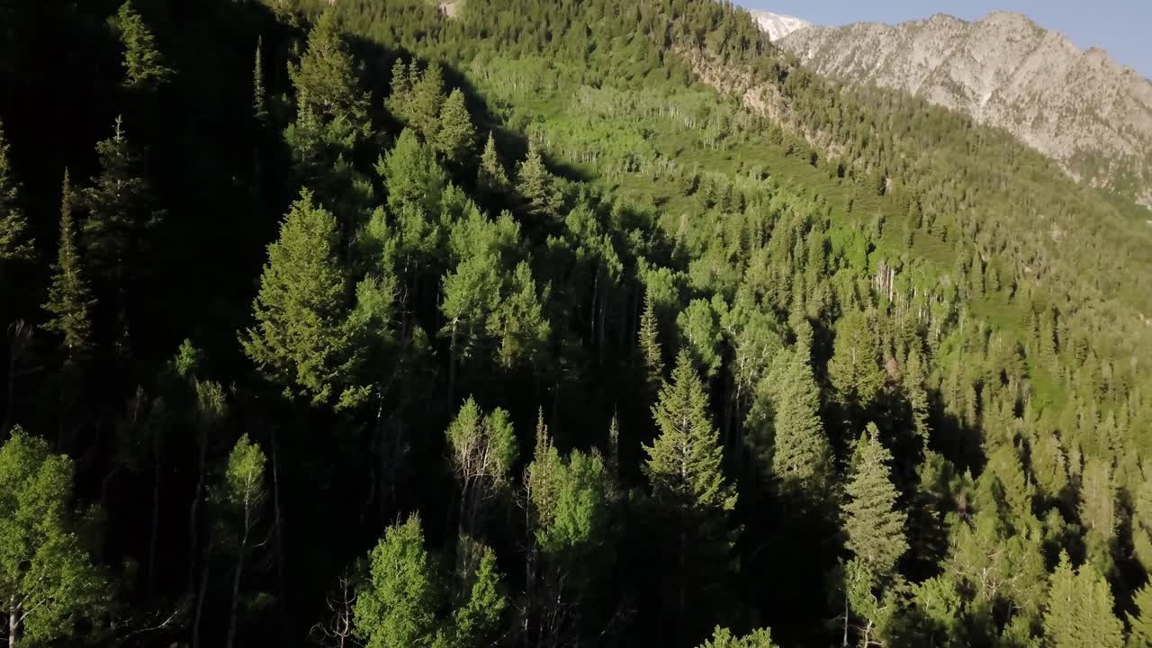 un vuelo sobre las copas de los árboles de hoja perenne en los valles de las montañas durante las horas de la mañana
