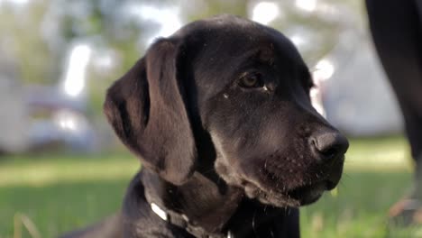 cute labrador puppy chewing grass in golden hour closeup