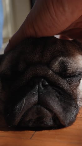una mano toca a un pug dormido