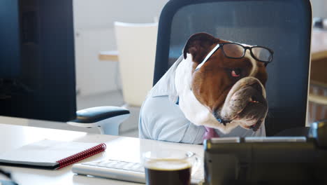 british bulldog sitting at a desk in an office, working