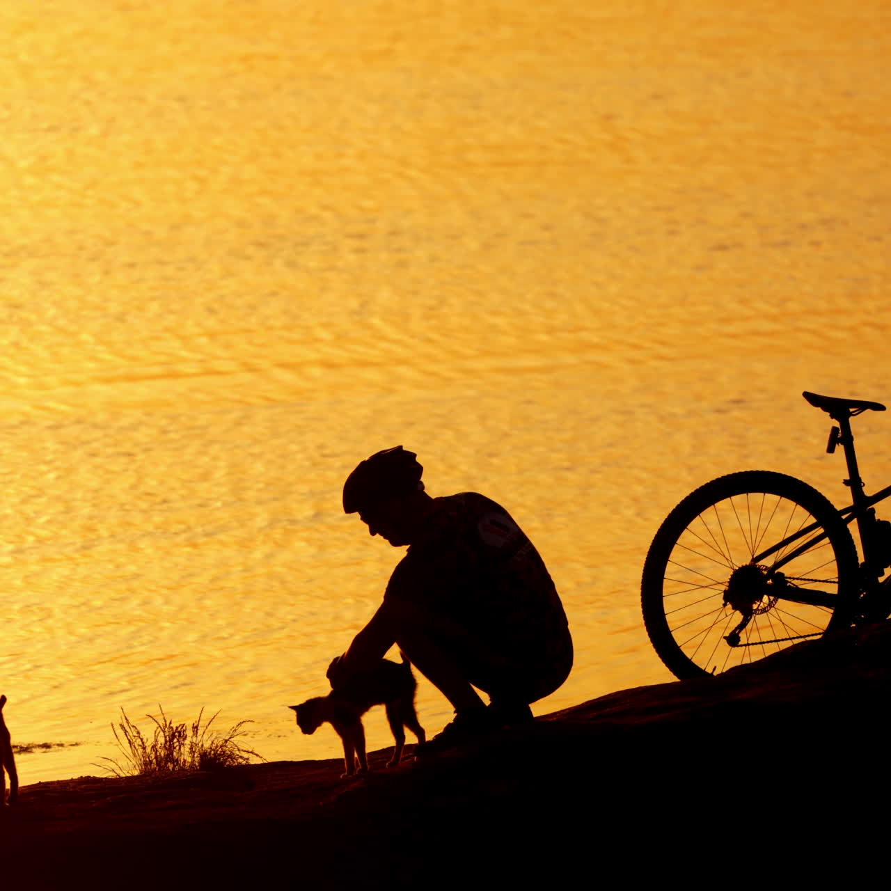 Three cats, a bike, cyclist near the beautiful river at sunset. Man in sports clothing with helmet playing with cats on the orange water background outdoors.