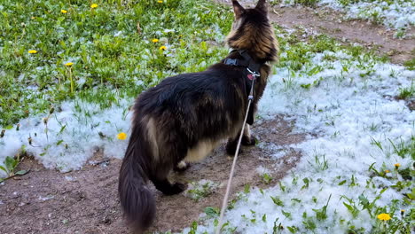 Maine-Coon-cat-on-a-leash-amid-cottonwood-fluff---isolated