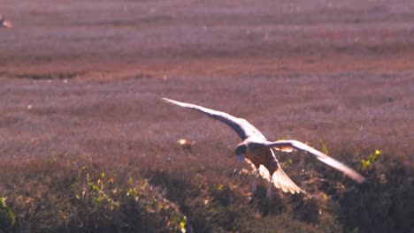 crested caracara flies in and floats in the air before landing with its wings backlit joins other members of its clan