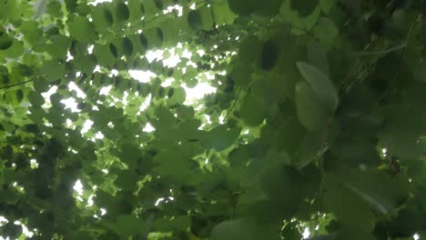 green-tree-leaves-with-sunshine