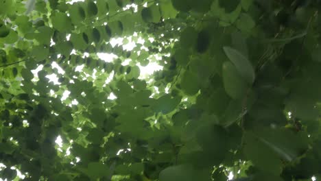 hojas de árboles verdes con sol
