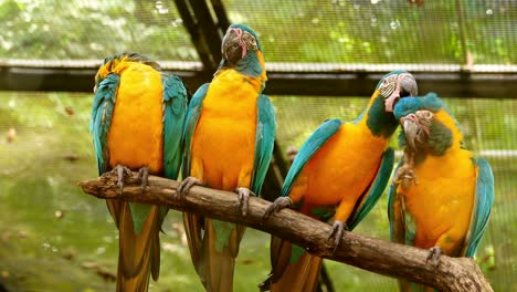 vier blaue und gelbe macaws ruhen auf einem baumbrunch