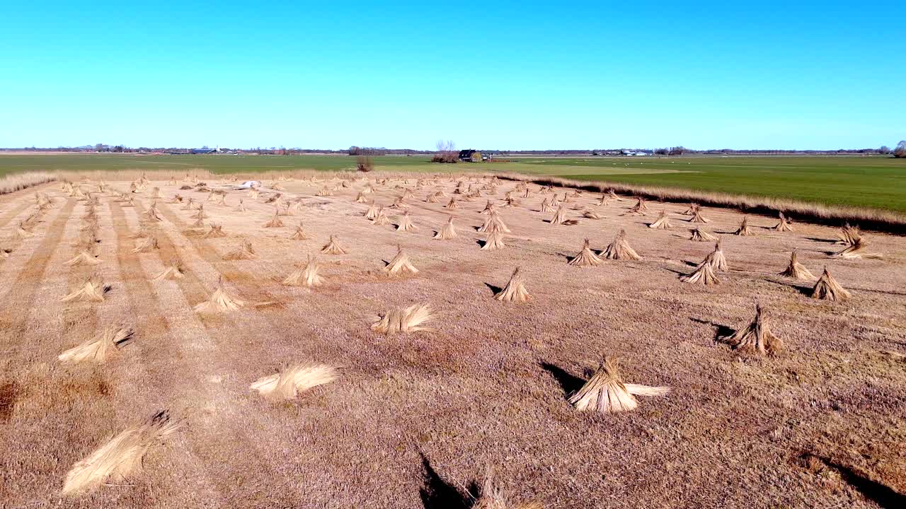 Drone view of bundles of reeds drying in the sun in the Netherlands