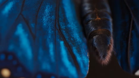 macro view of iridescent blue butterfly wing