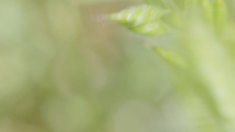 closeup of green maize like crop plant swinging in wind in farm