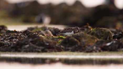 medium shot of a ruddy turnstone walking among piles of seaweek and kelp that washed up on shore during low tide as it forages for food in the late afternoon, slow motion