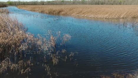 Bandada-De-Patos-Nadando-En-Las-Aguas-Ondulantes-Del-área-De-Manejo-De-Vida-Silvestre-Del-Estado-De-Bell-Slough-En-Arkansas,-Estados-Unidos