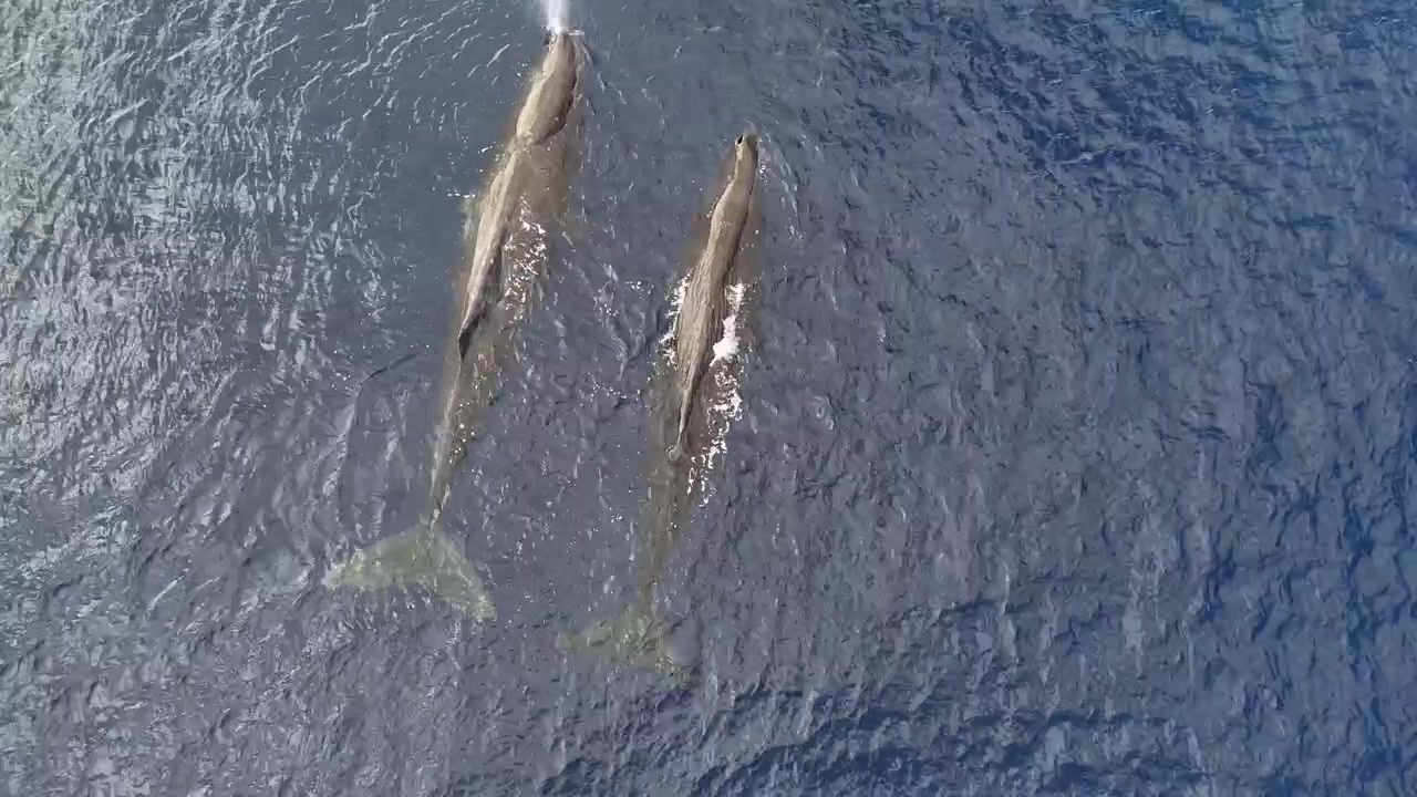 Majestic 4K drone footage of a pod of giant sperm whales (Physeter macrocephalus) resting calmly at the ocean surface. Rare logging behavior captured from above in Raja Ampat, Indonesia.