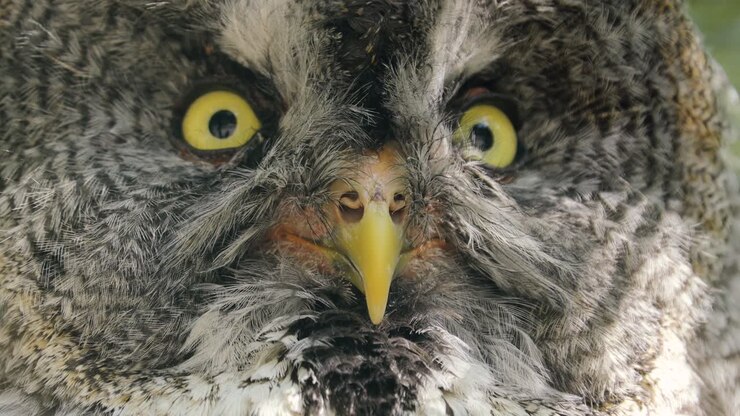Great gray owl (Strix nebulosa) is a very large owl, documented as the world's largest species of owl by length. It is distributed across the Northern Hemisphere.