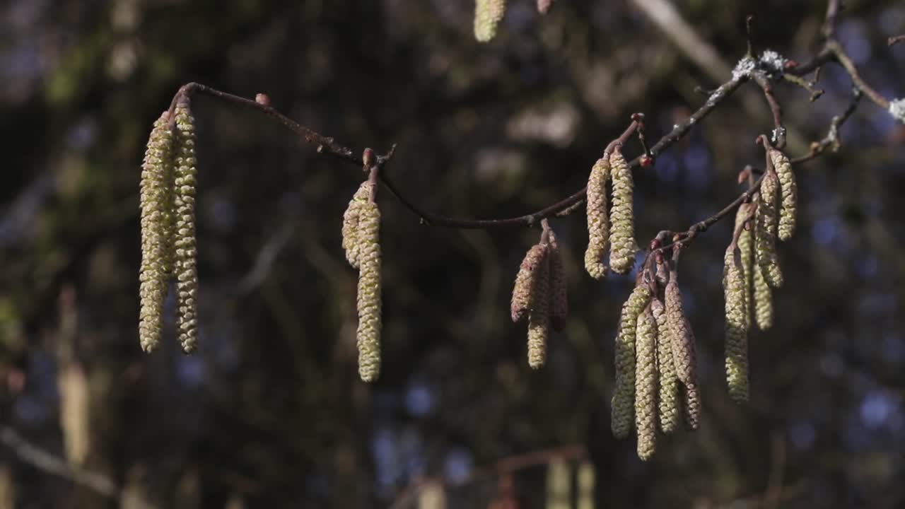 나뭇가지에 매달려 있는 수컷 개암나무 catkins corylus avellana