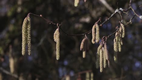 male hazel catkins ‎corylus avellana, hanging from a branch