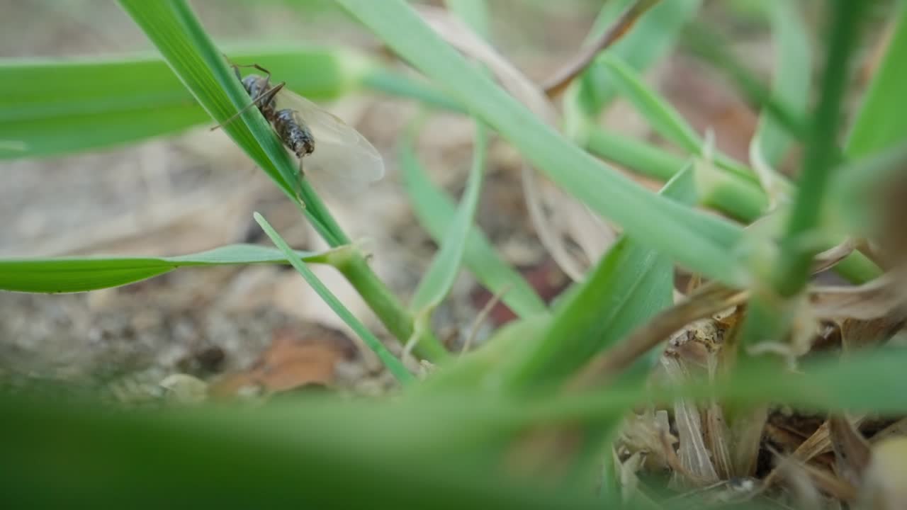 Black garden ants crawling across thin grass stems in macro slow motion capture