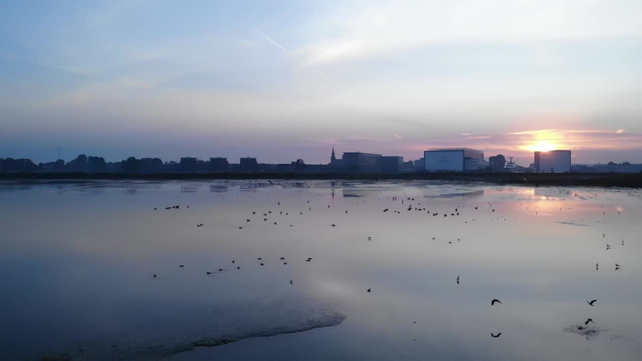 여름 동안 네덜란드에서 일출 동안 쉬고, 수영하고, 날아다니는 새들