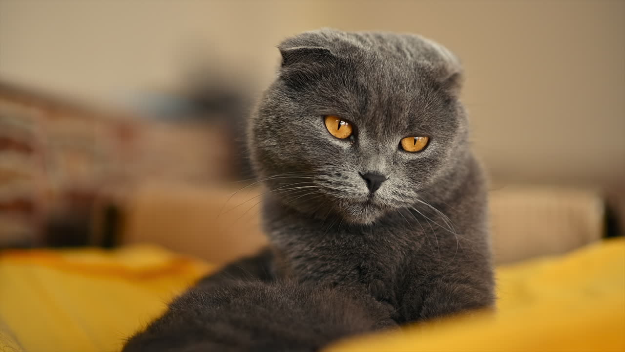 Adorable gray cat with orange eyes relaxing on the floor and staring calmly at the camera