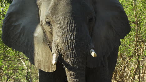 Retrato-De-Una-Hembra-De-Elefante-Africano-Mirando-Directamente-A-La-Cámara-Y-Agitando-Las-Orejas