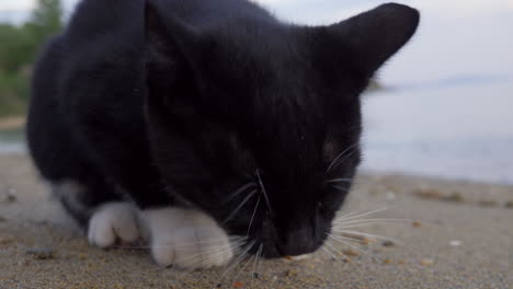 hungry stray cat eating fries outdoor