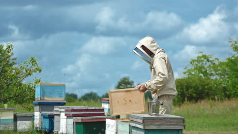 apiarist hits the hive lid with his fist to shake off the bees. lots of bees flying over the man and apiary. cloudy sky backdrop.
