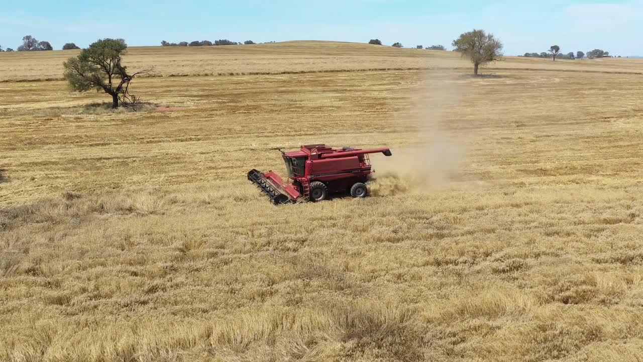 una cosechadora agrícola atraviesa un campo corto en parkes, nueva gales del sur, australia