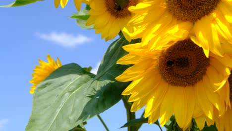 bee collecting pollen from sunflower close-up