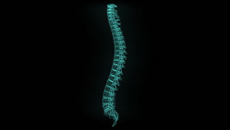 perfectly aligned spine