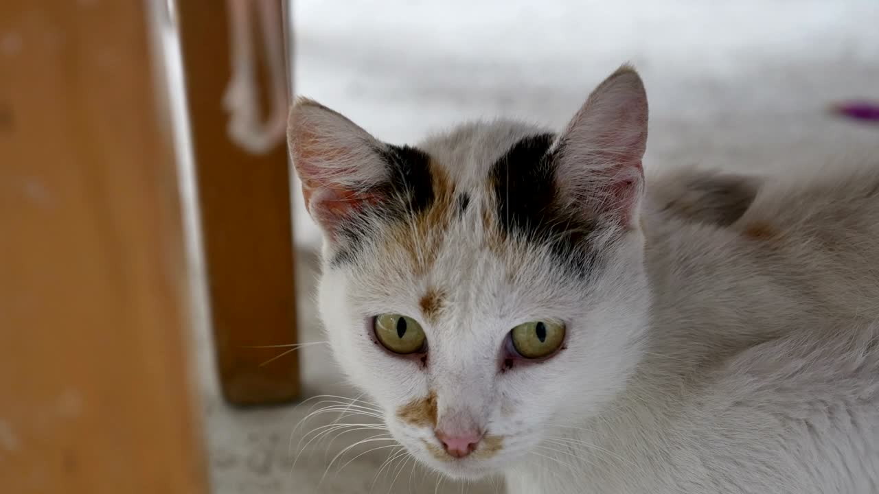 야드 4k의 고양이