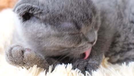 cute gray scottish fold kitten