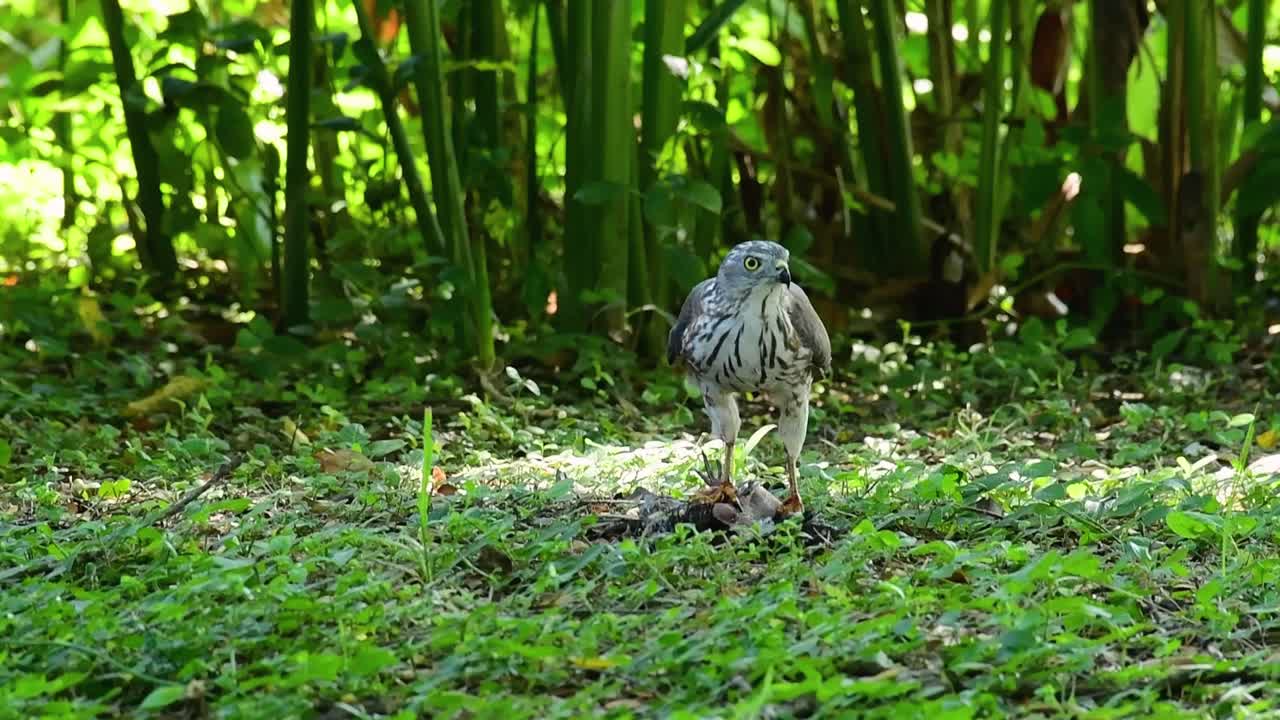 shikra는 땅에 있는 다른 새를 먹고 있습니다. 이 맹금류는 아침 식사로 새를 잡았고 먹기 바빴고 겁에 질려 날아갔습니다.