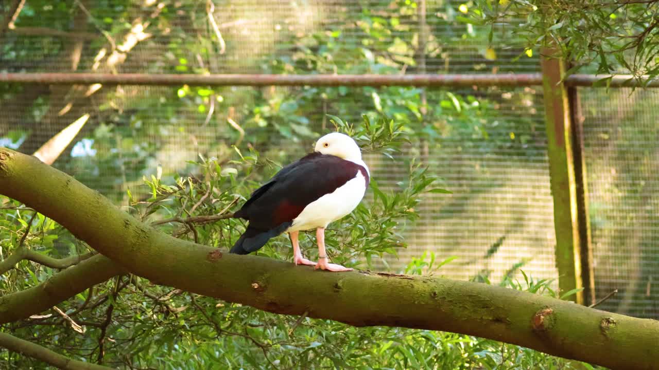 나무 가지 에 앉아 있는 라자 드크