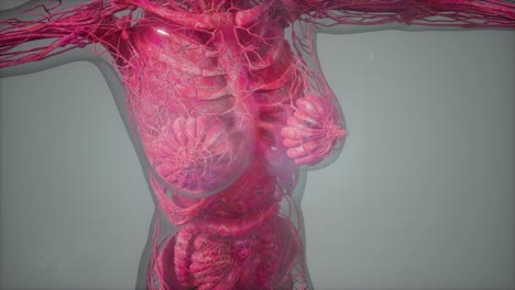 anatomy tomography scan of human body