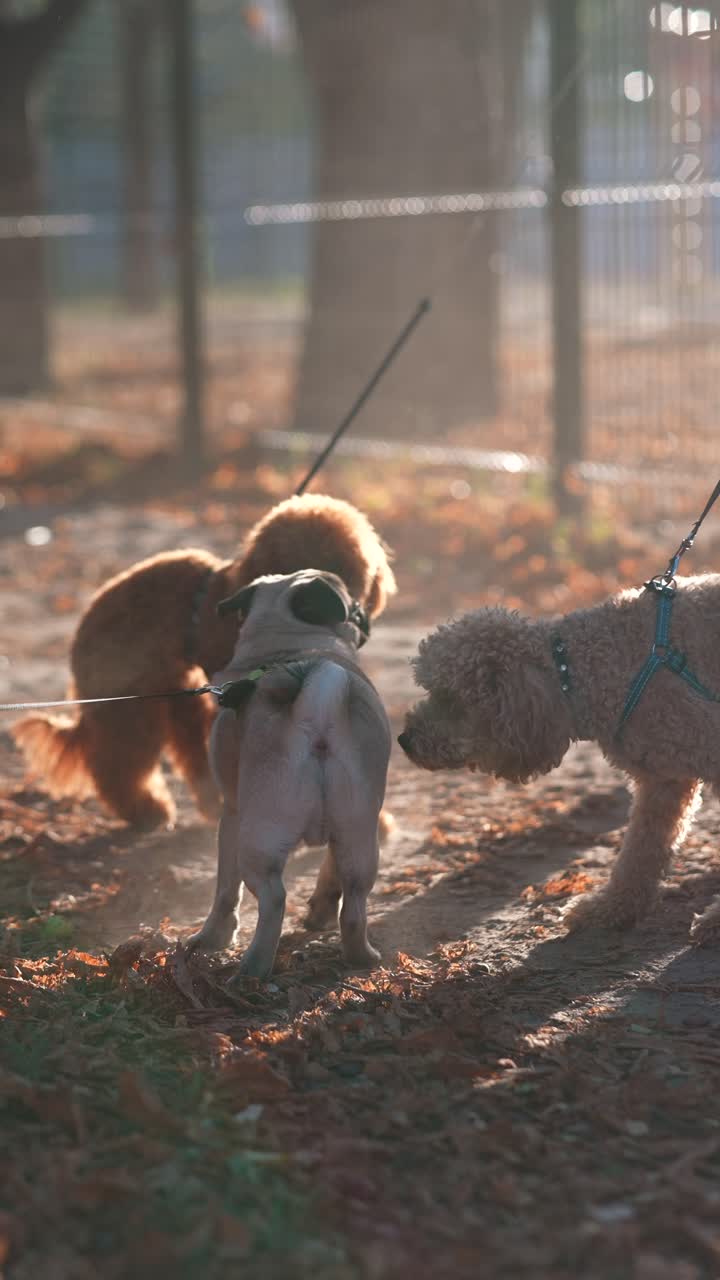 은 가을 날 공원에서 놀고 있는 개들