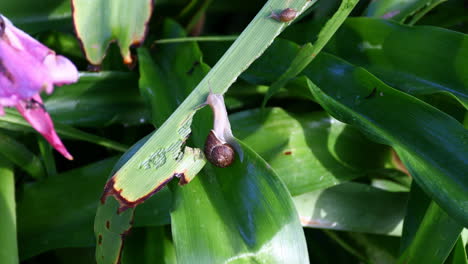 Large-snails-eating-leaves-from-a-Lily