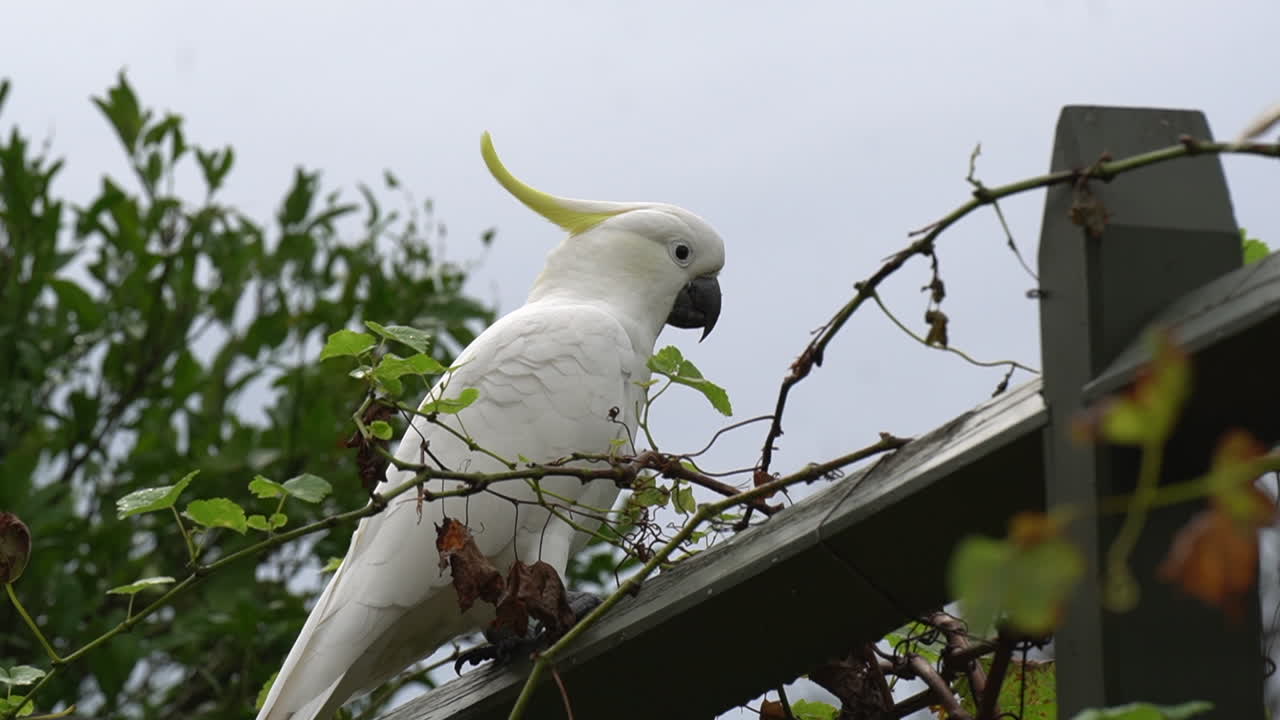 la cacatúa blanca linda de bajo ángulo se sienta en el poste de la valla rural y luego vuela lejos