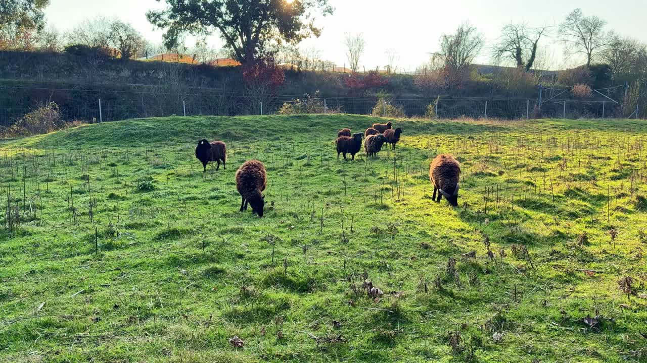 Un gregge di pecore di Soay che pascola e si riposa in un pascolo verde in un ambiente rurale