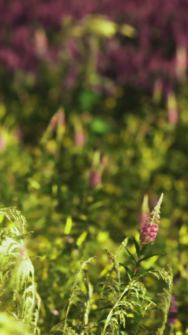 Prato vibrante ricoperto di fiori di campo sotto una luce solare soffusa in primavera.