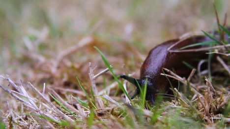 black slug crawls on ground, exploring with upper and lower tentacles