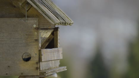 primer plano de una casita para pájaros con pájaros coloridos que entran y salen buscando y comiendo comida en invierno en la naturaleza capturada en 4k en cámara lenta a 120fps